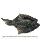 ICEPAW Flounder 2 piec
